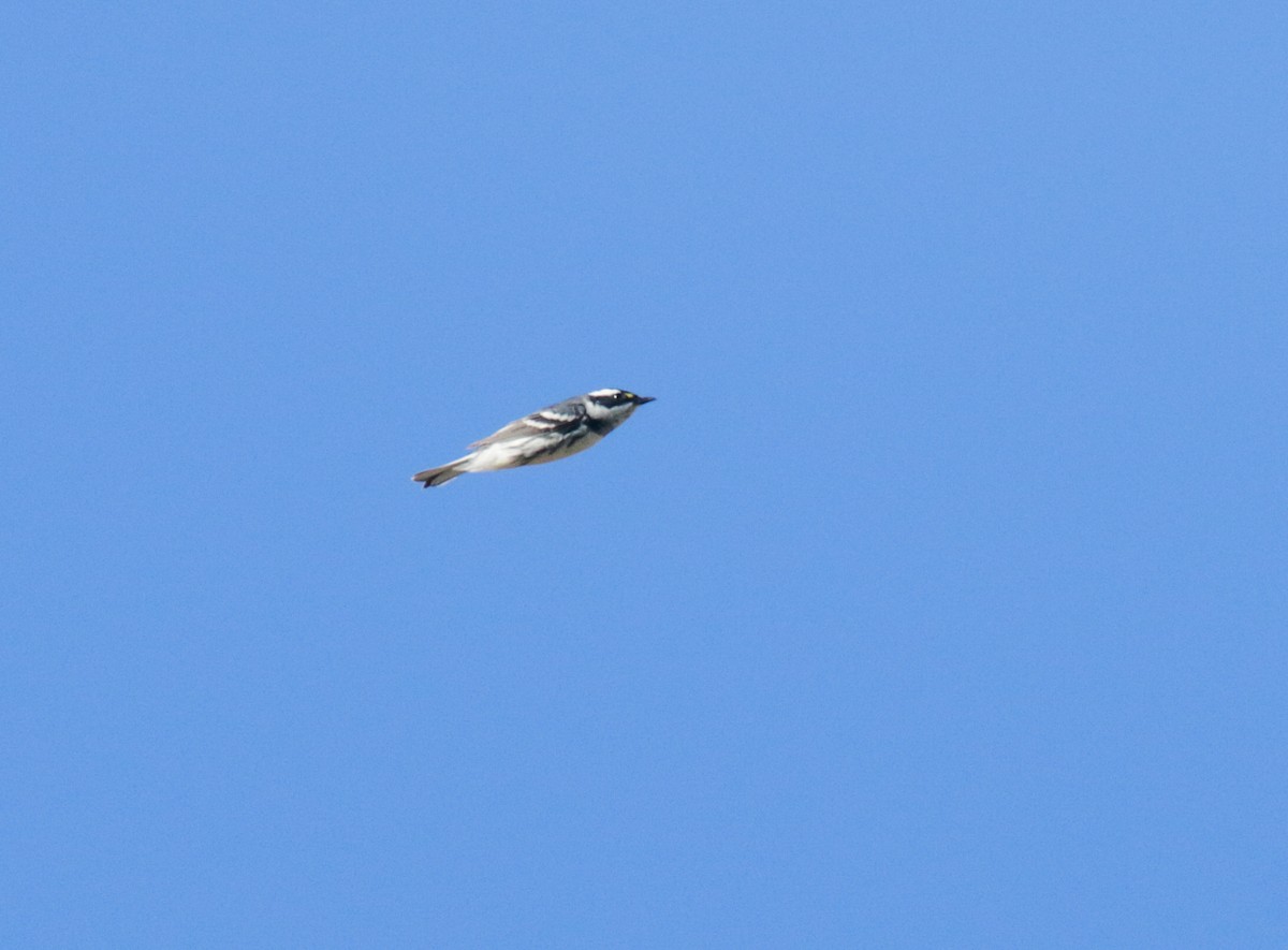 Black-throated Gray Warbler - ML435853621