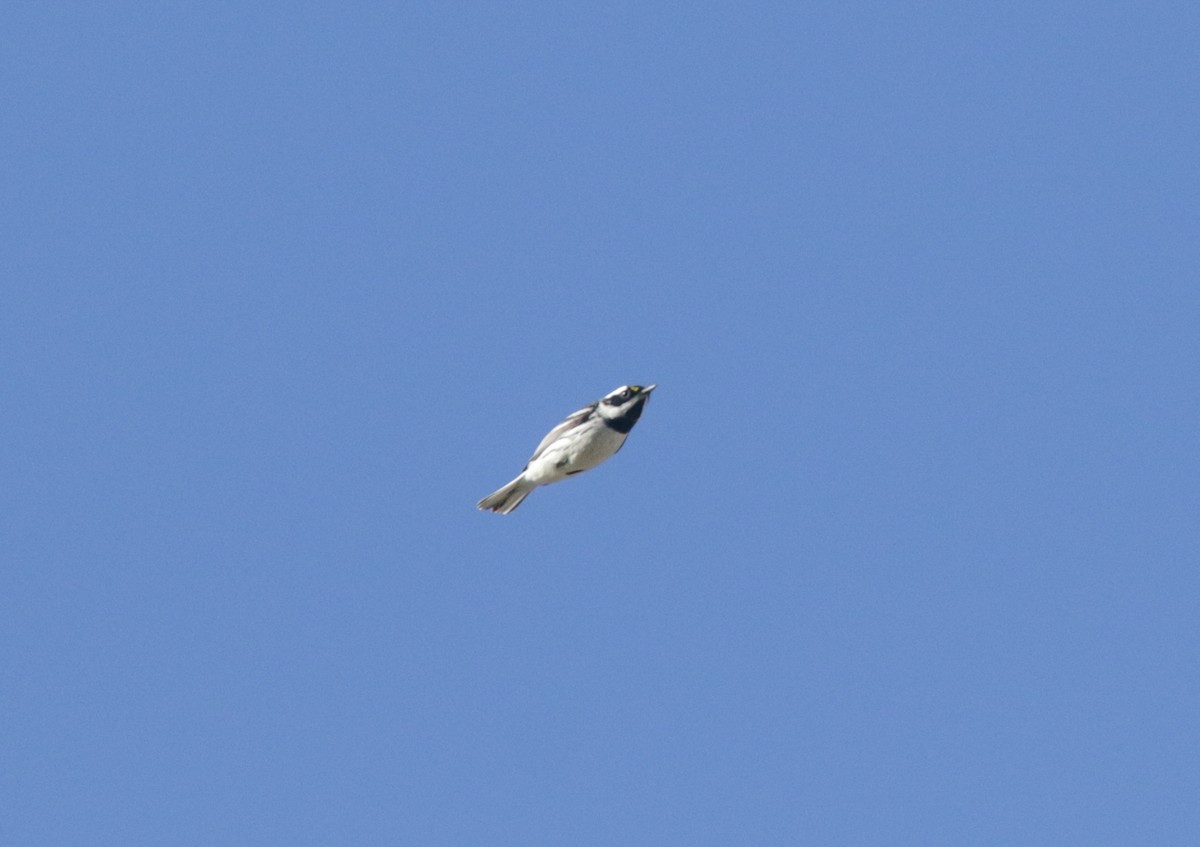 Black-throated Gray Warbler - ML435853941