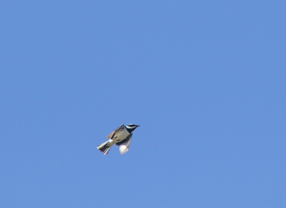 Black-throated Gray Warbler - ML435853961