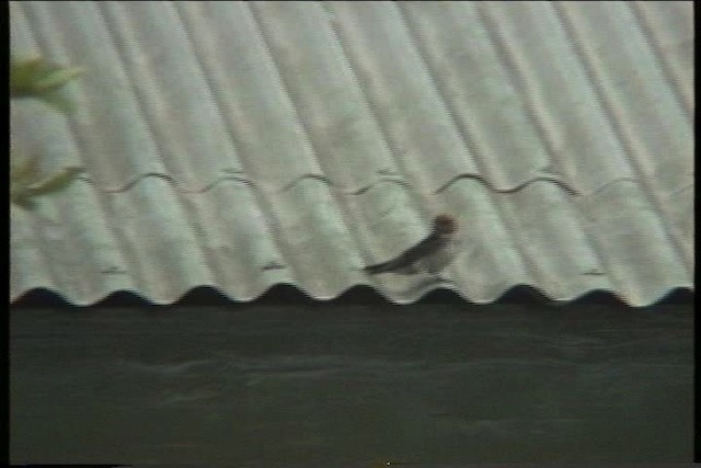 Lesser Striped Swallow - ML435854
