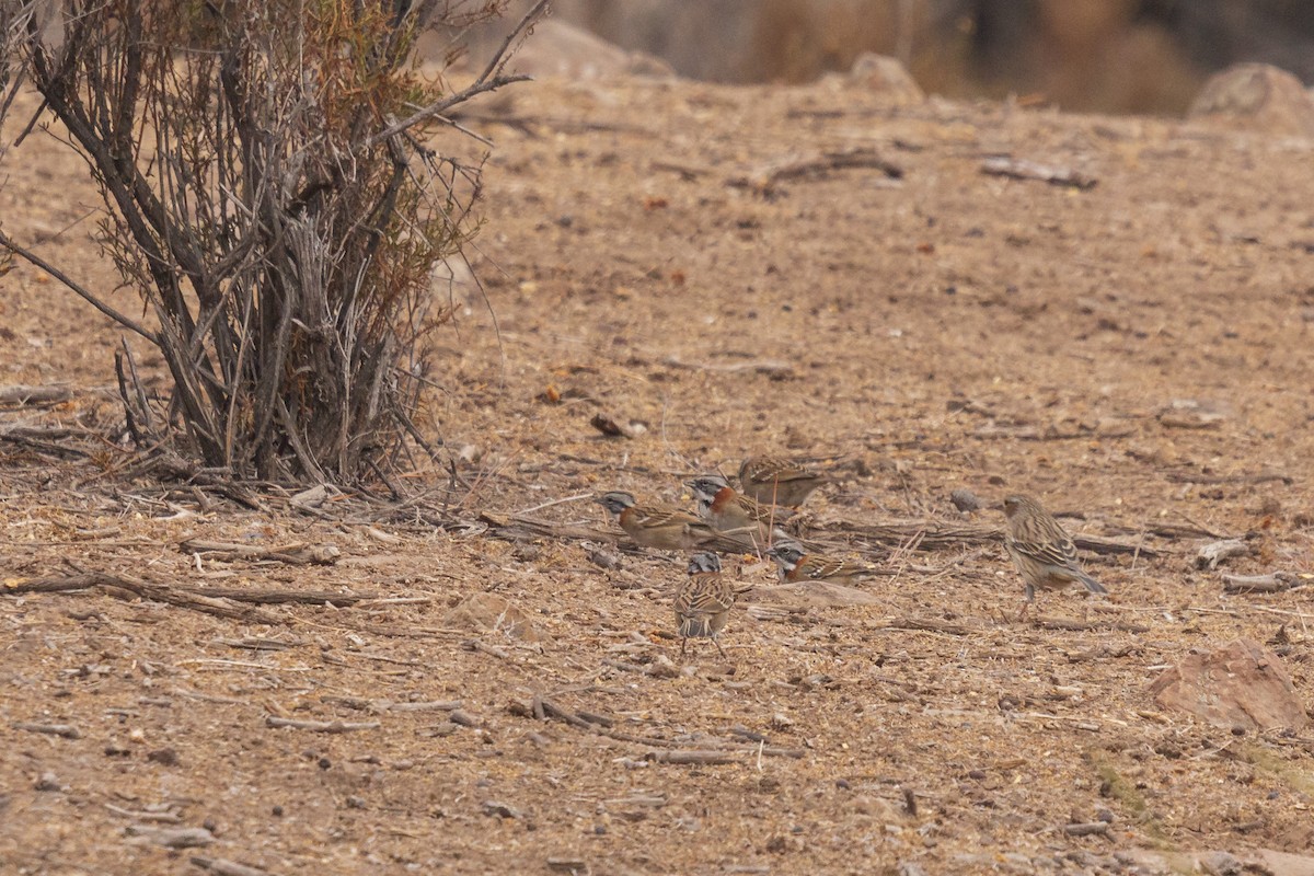 Rufous-collared Sparrow - ML435855831