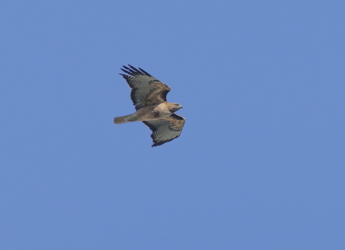 Red-tailed Hawk - ML435856431