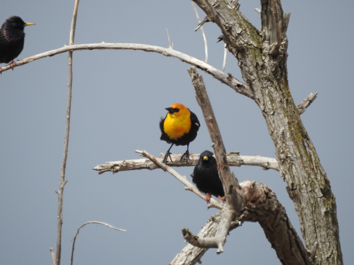 Yellow-headed Blackbird - ML435856551