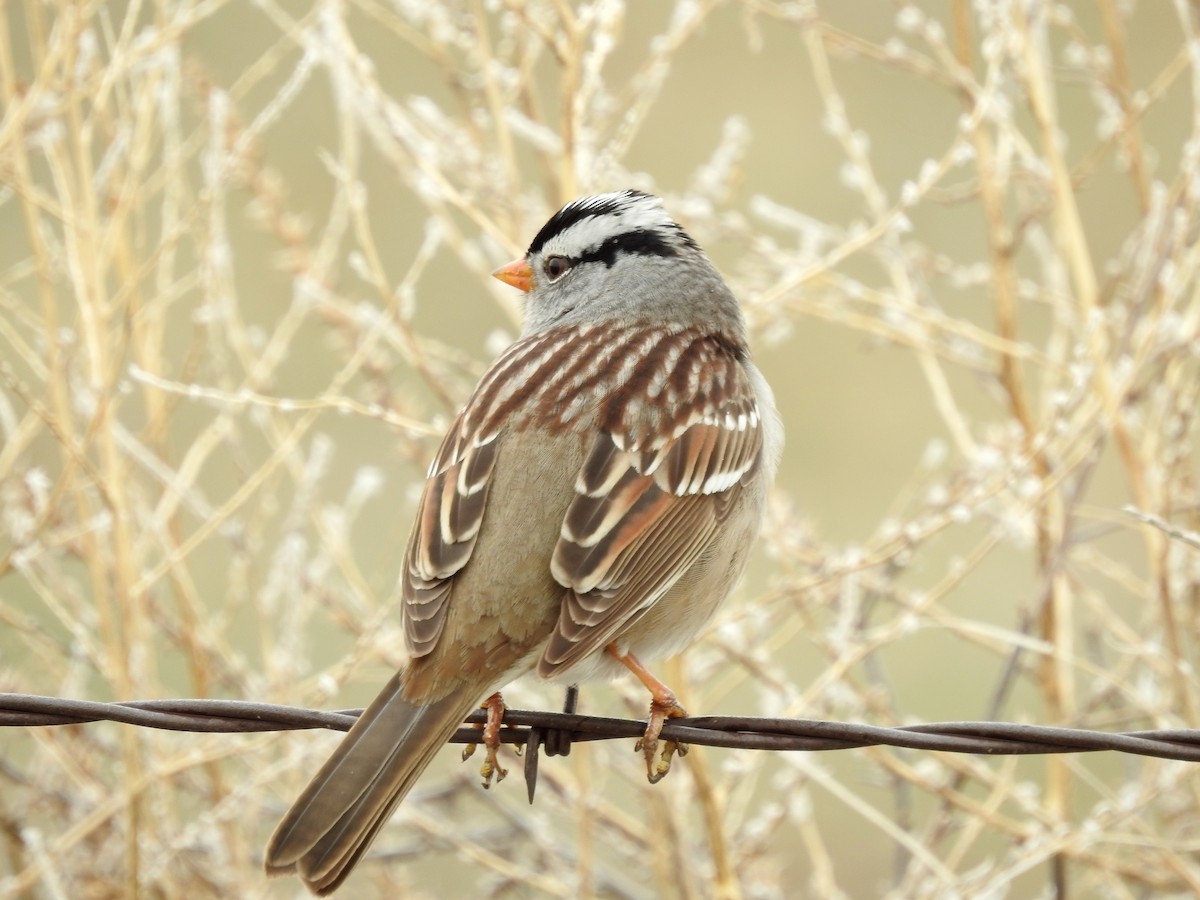 White-crowned Sparrow - ML435856581