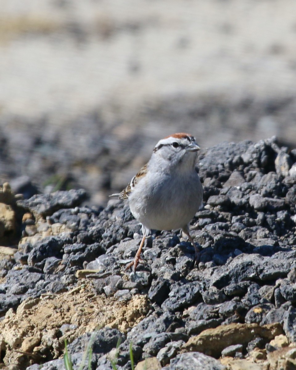 Chipping Sparrow - ML435859811