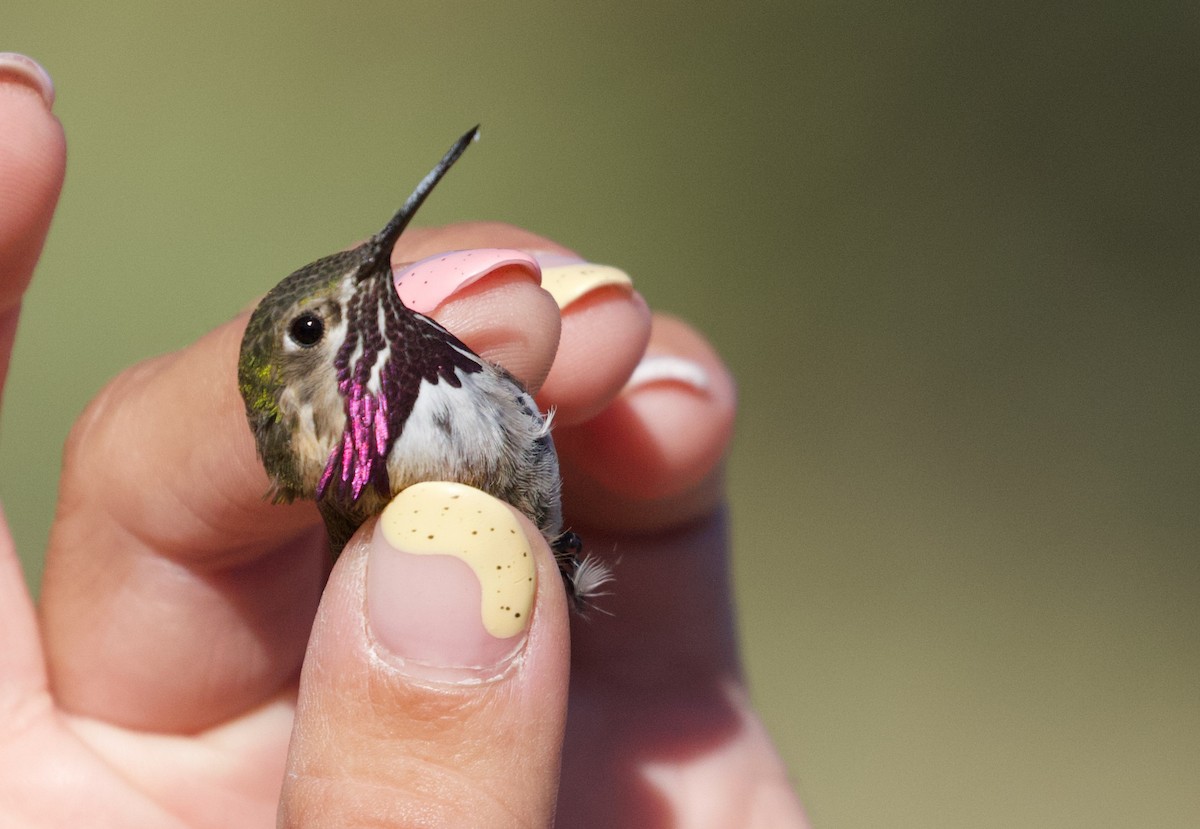 Calliope Hummingbird - Will Sweet