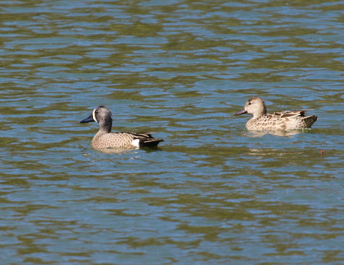 Blue-winged Teal - ML435860871