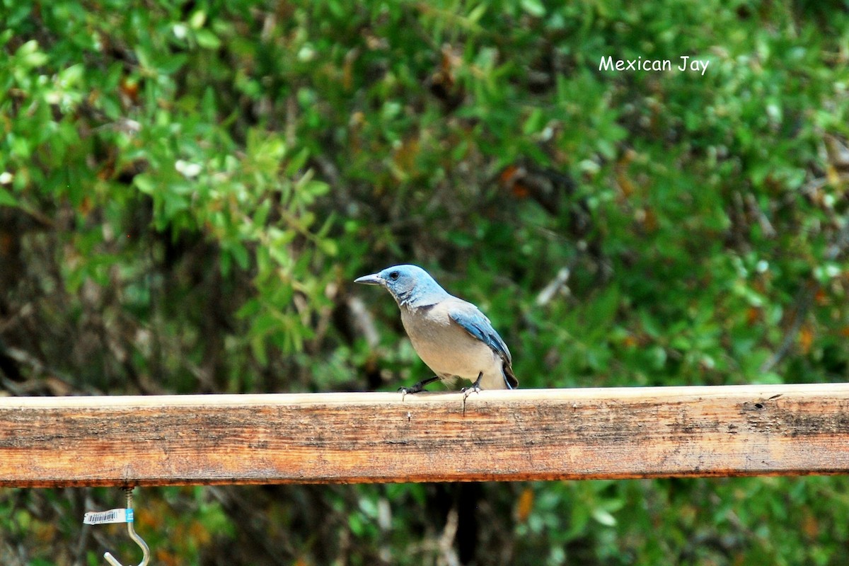 Mexican Jay - Mary Anne Fluke