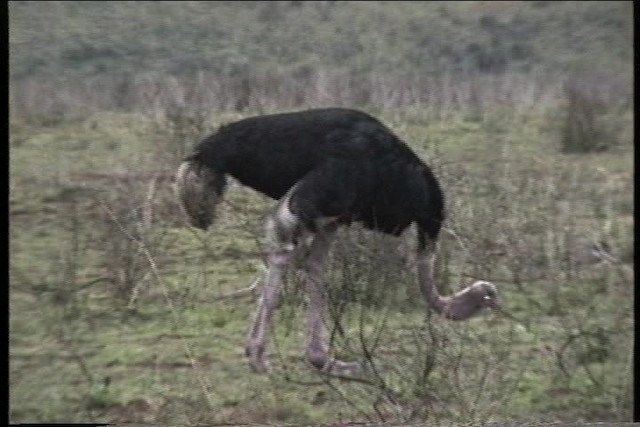 Common Ostrich - ML435863