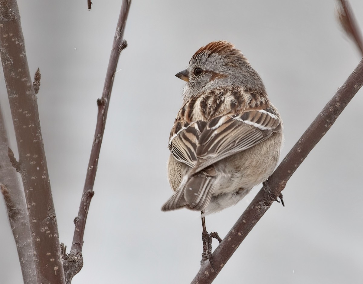American Tree Sparrow - ML435863191