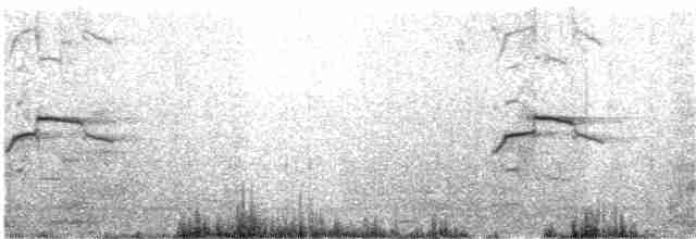 Mouette argentée (novaehollandiae/forsteri) - ML43587521