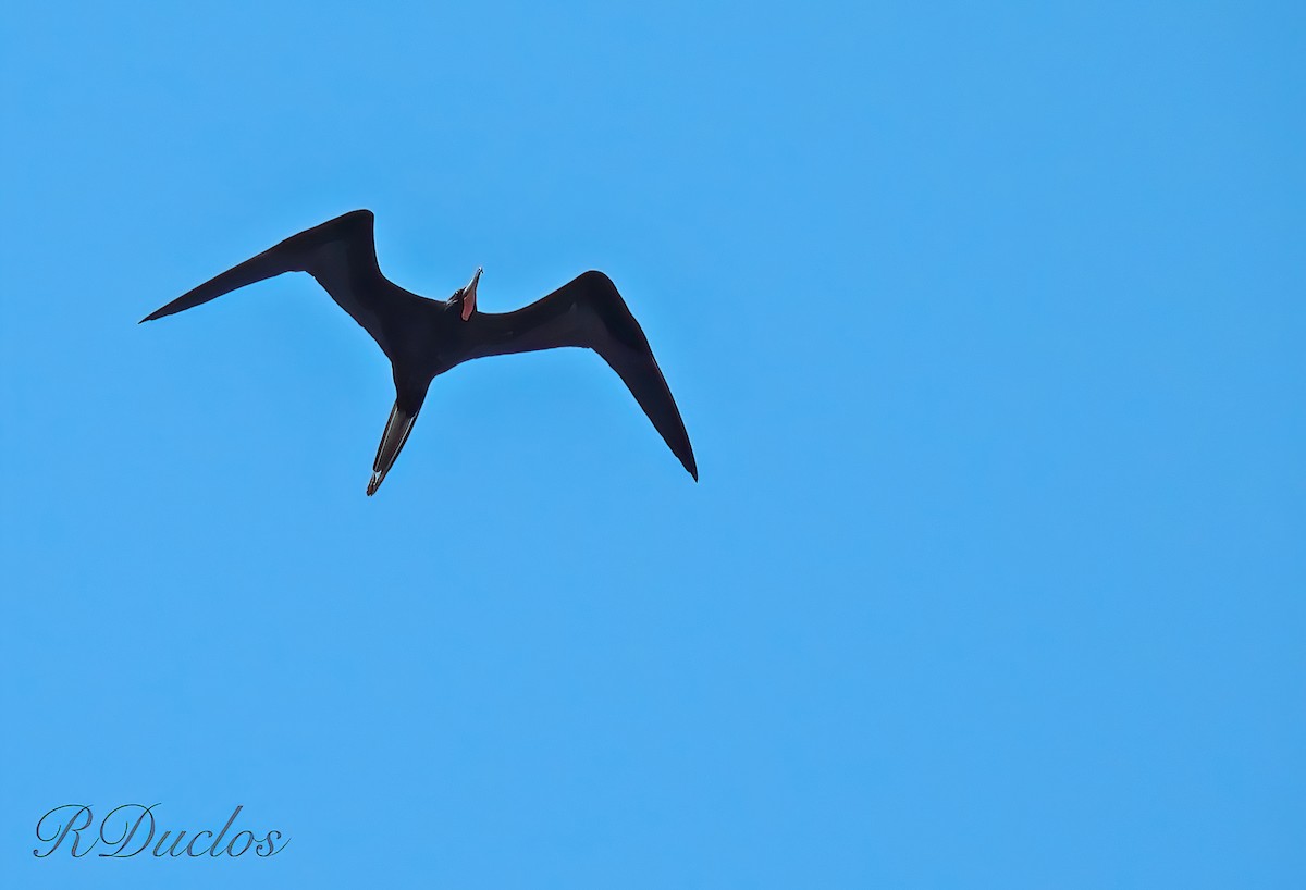 Magnificent Frigatebird - Rene Duclos