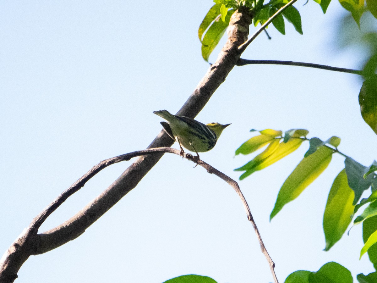 Black-throated Green Warbler - ML435879871