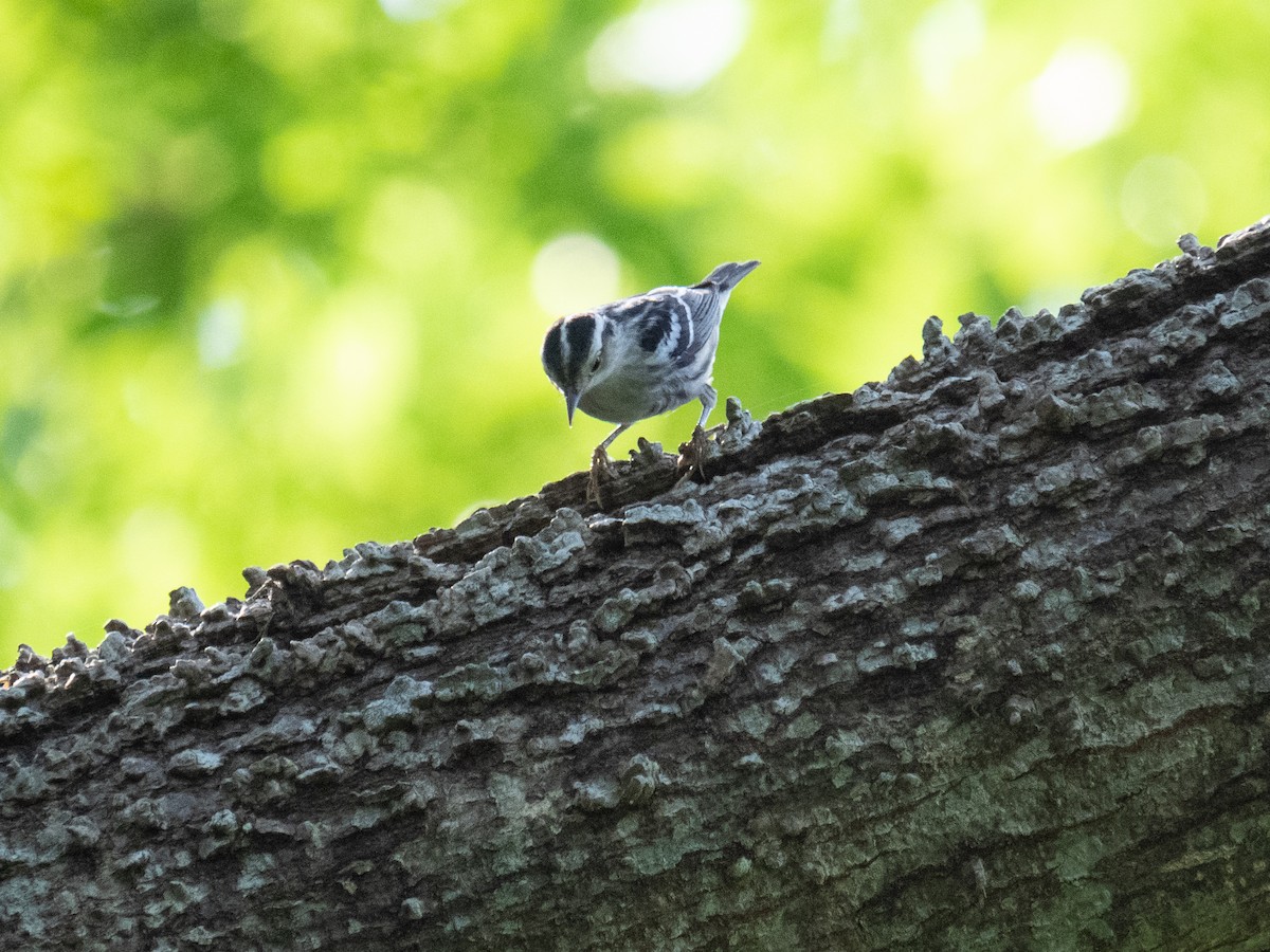 Black-and-white Warbler - Caitlin Chock