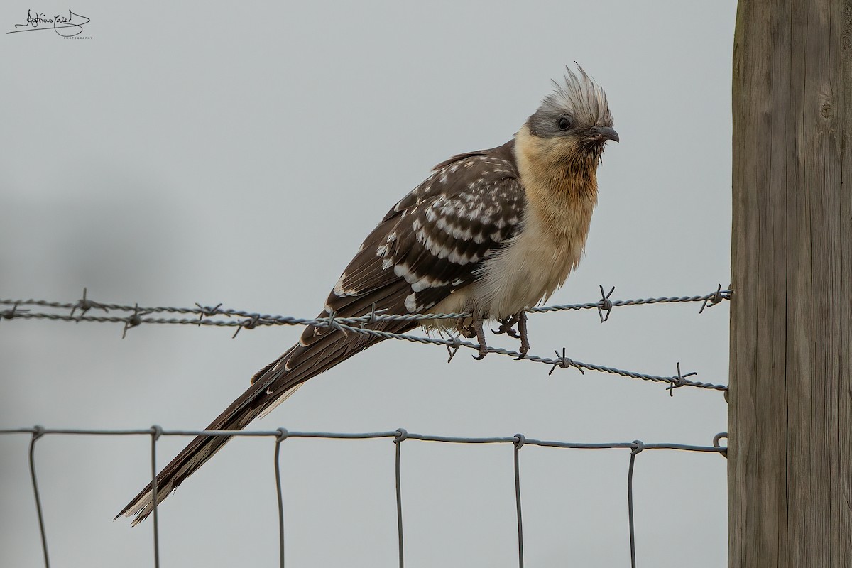 Great Spotted Cuckoo - ML435882171