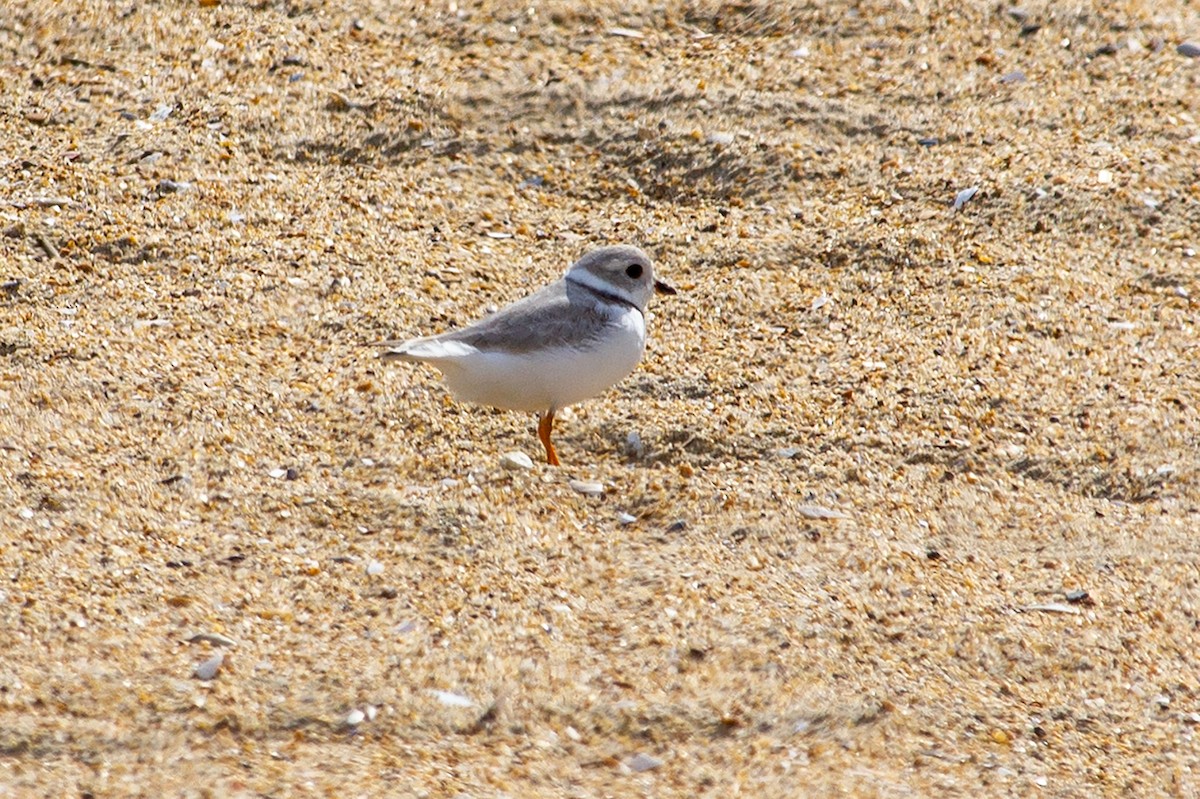 Piping Plover - ML435882251