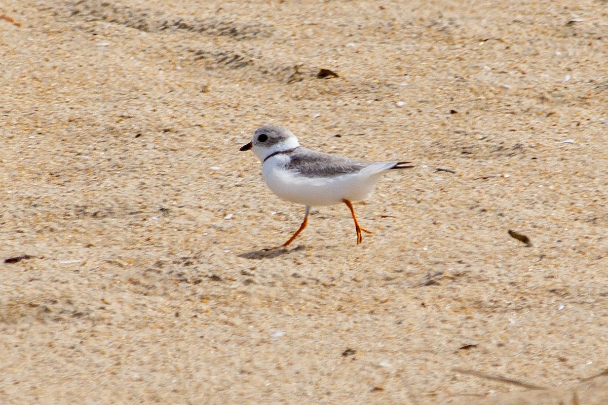 Piping Plover - ML435882271