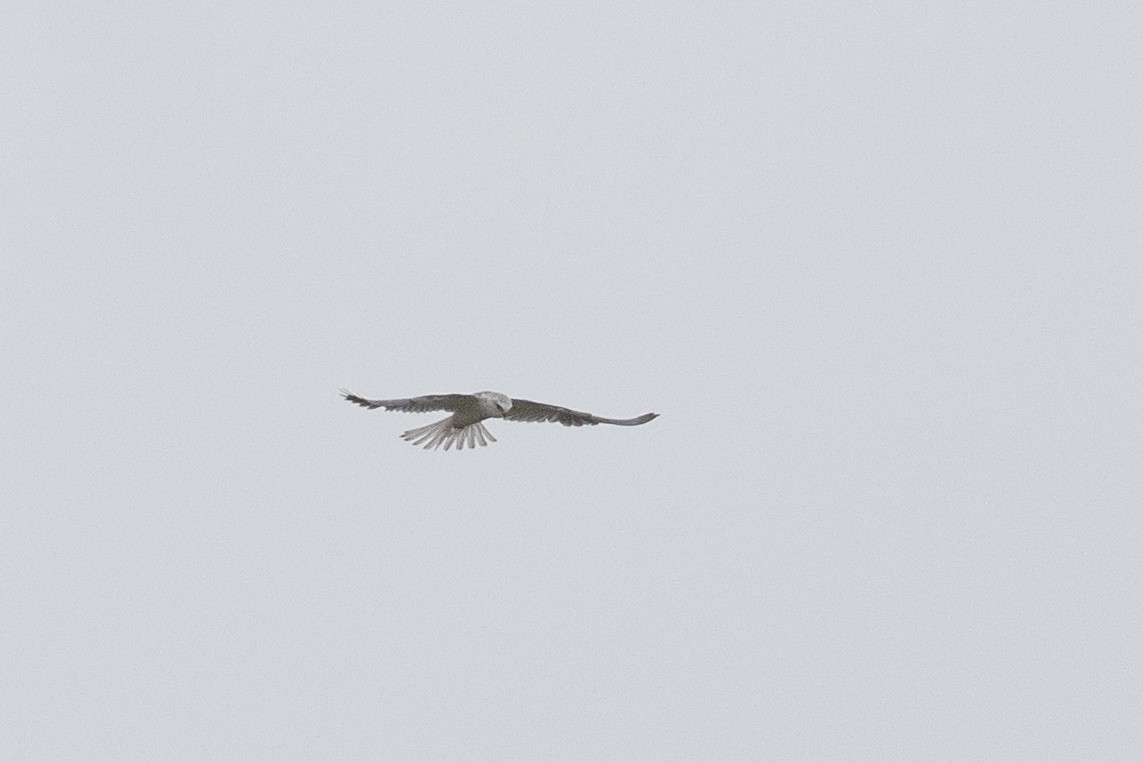 White-tailed Kite - Dorna Mojab