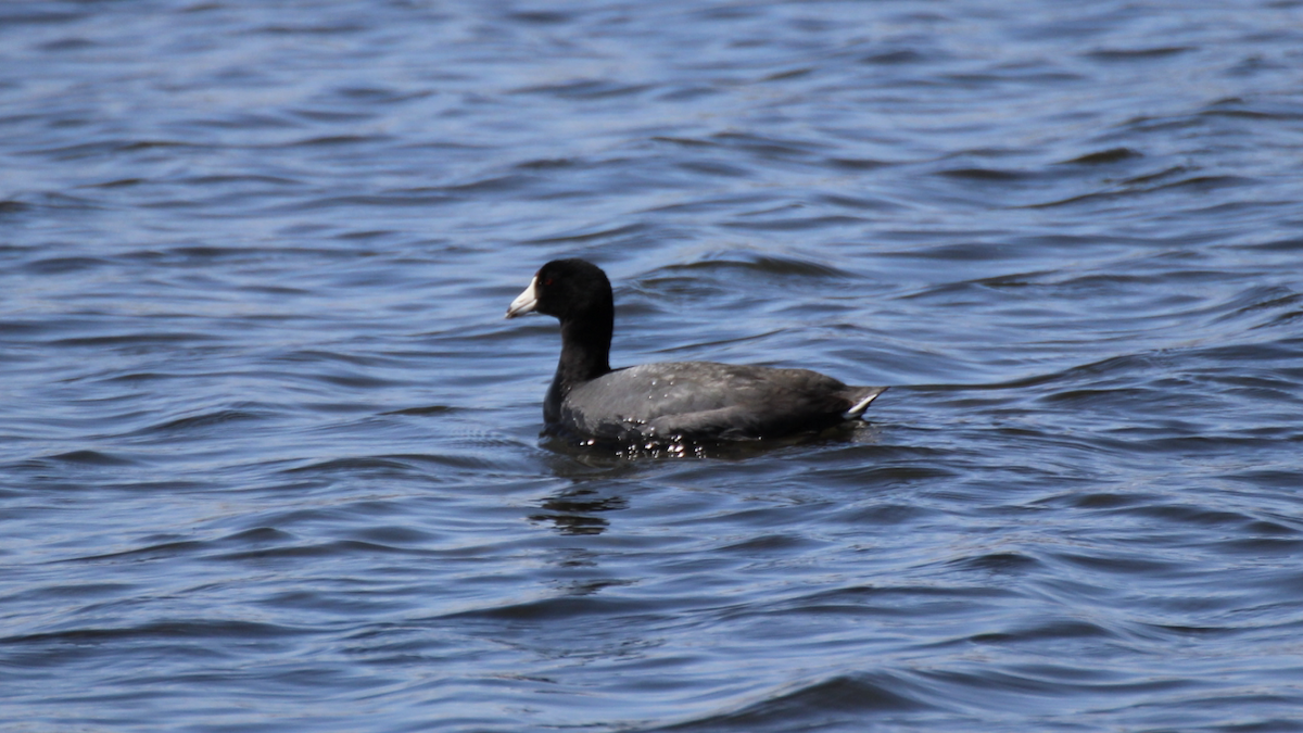 American Coot (Red-shielded) - ML435884351