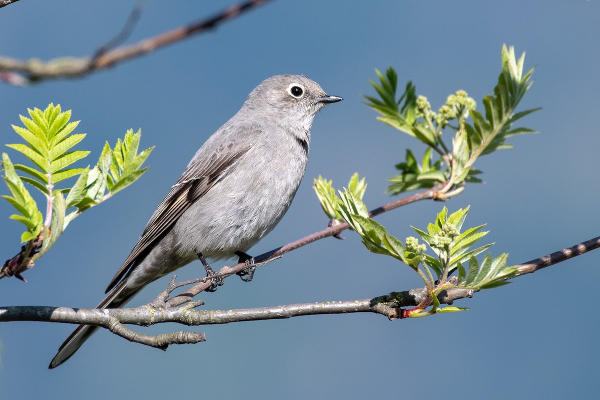 Townsend's Solitaire at Hope Airport by Chris McDonald