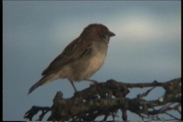 Kenya Rufous Sparrow - ML435890