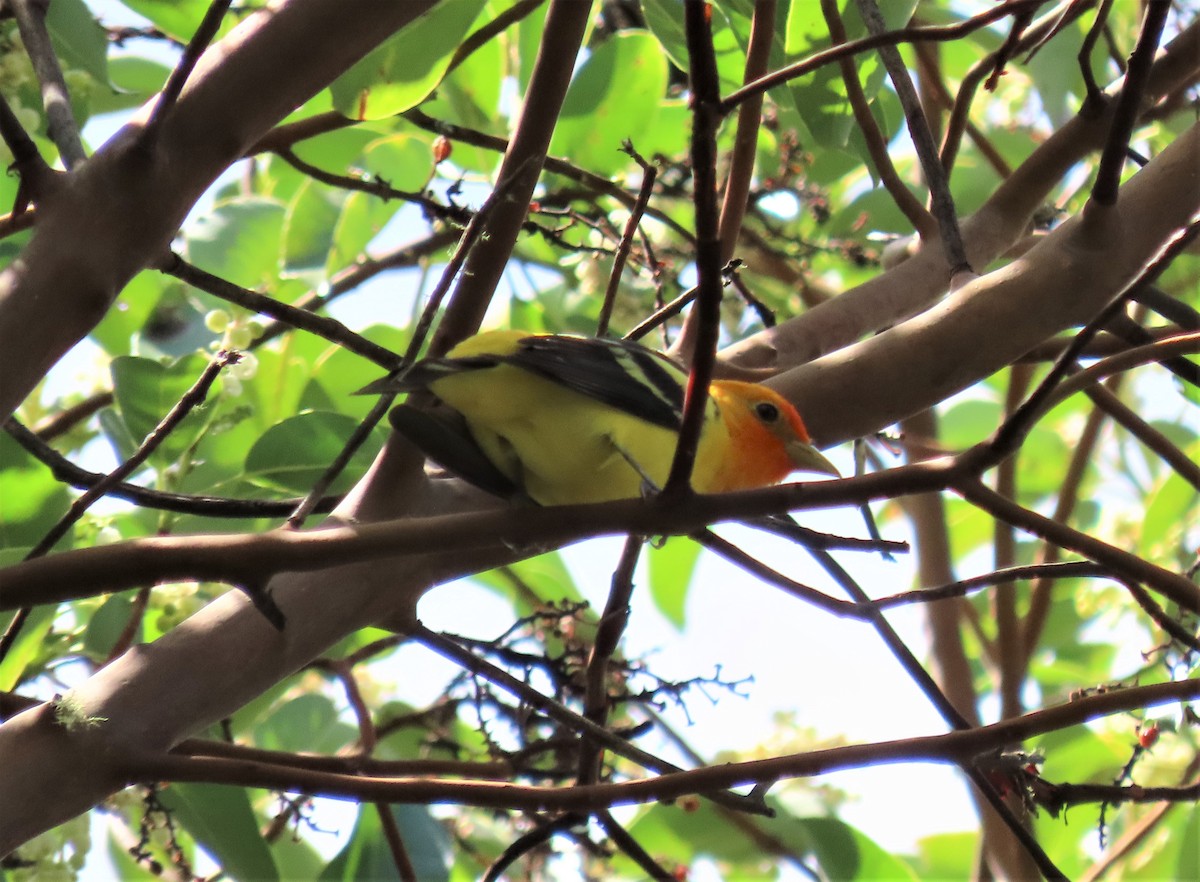 Western Tanager - ML435899361