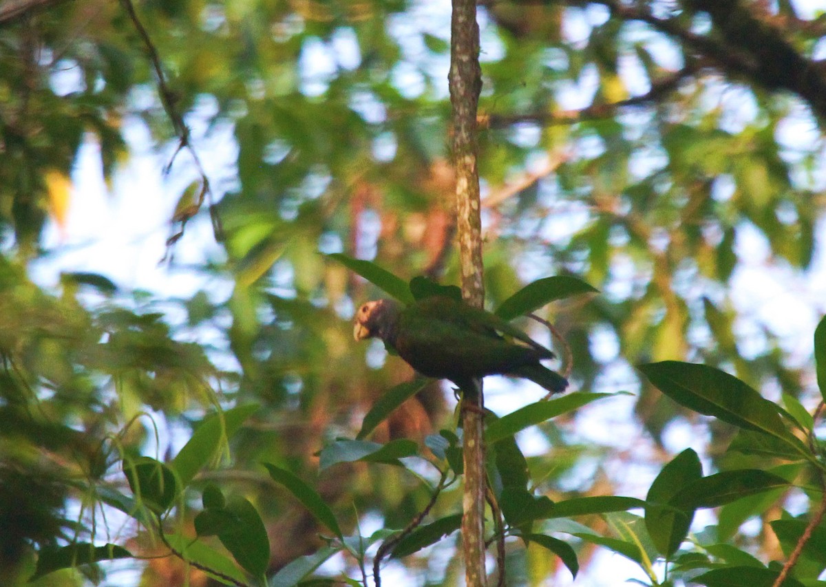 White-crowned Parrot - ML435901871