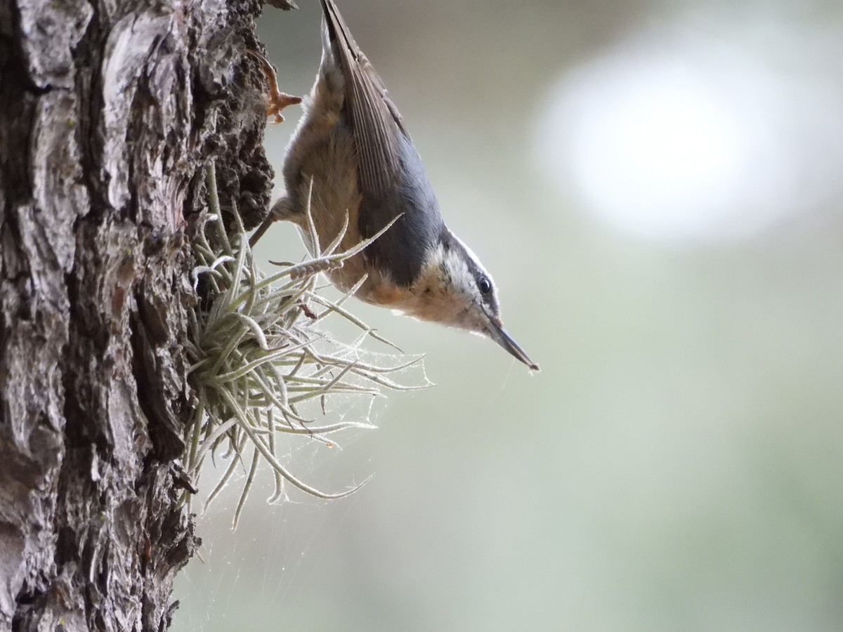 Red-breasted Nuthatch - ML435904361