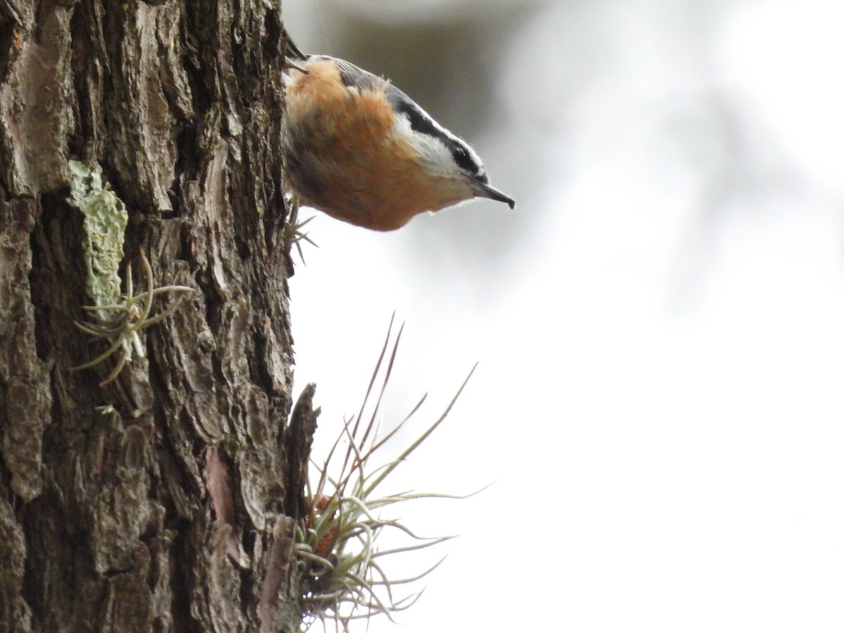 Red-breasted Nuthatch - ML435904371