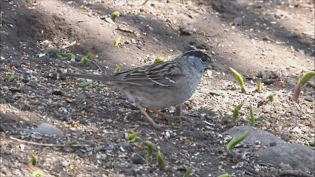 Golden-crowned Sparrow - ML435904801