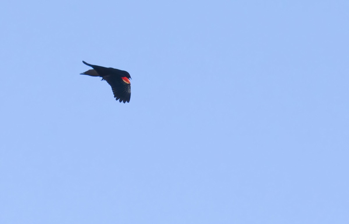Red-winged Blackbird - ML435905961