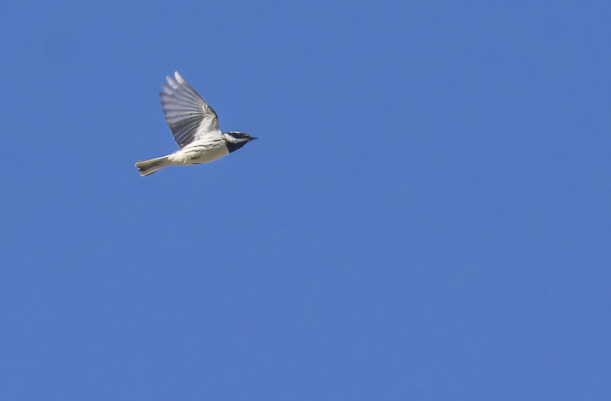 Black-throated Gray Warbler - ML435906691