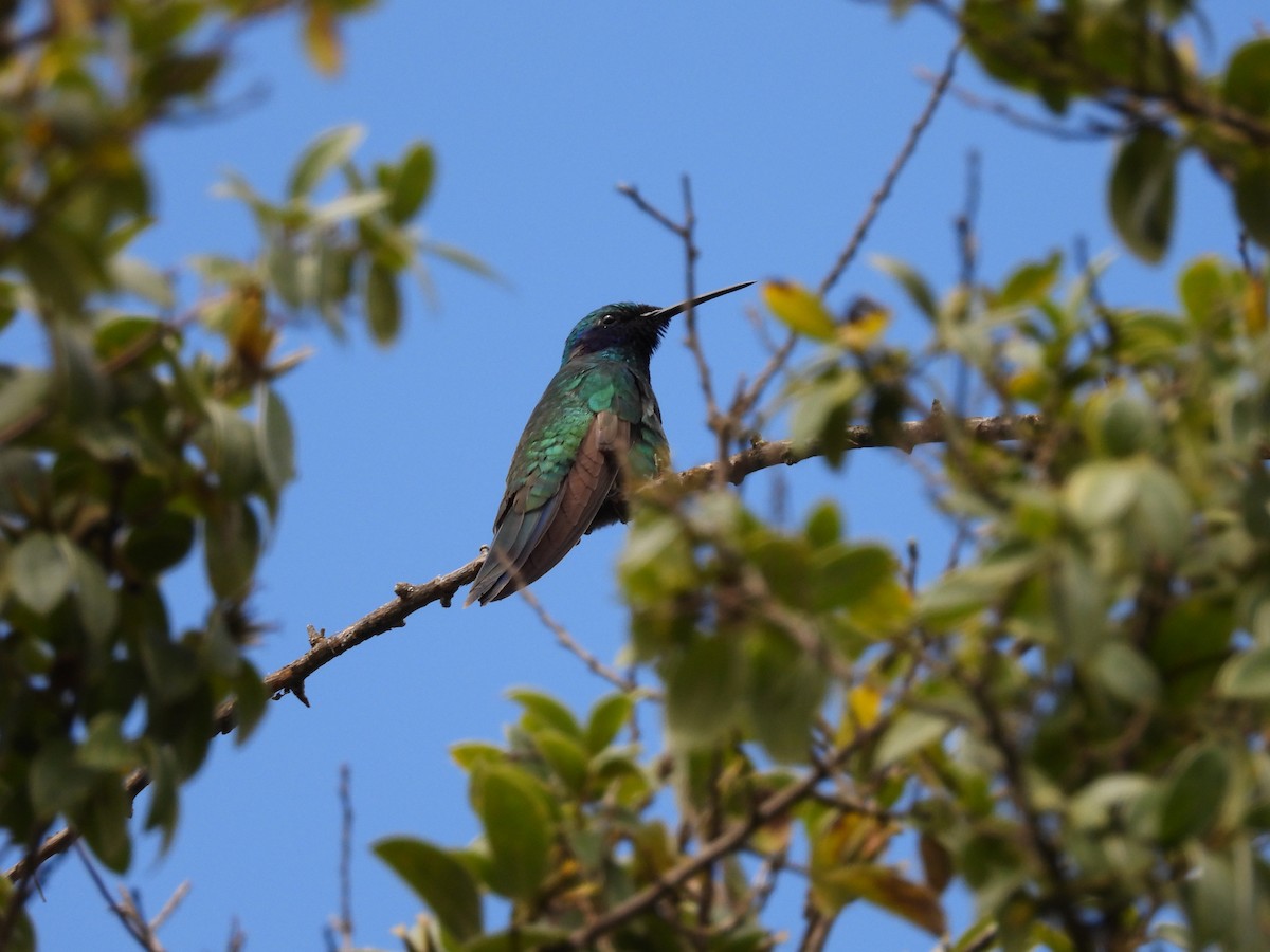 kolibřík modrolící - ML435907981