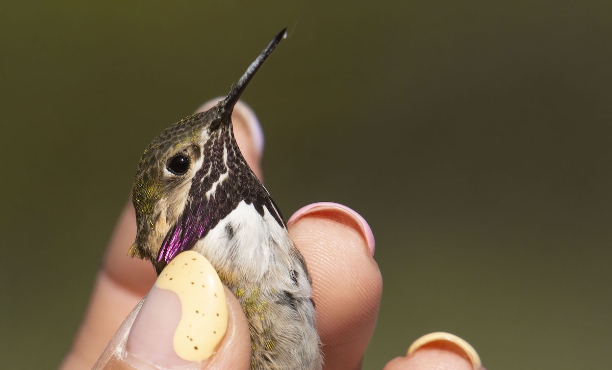 Calliope Hummingbird - Marky Mutchler