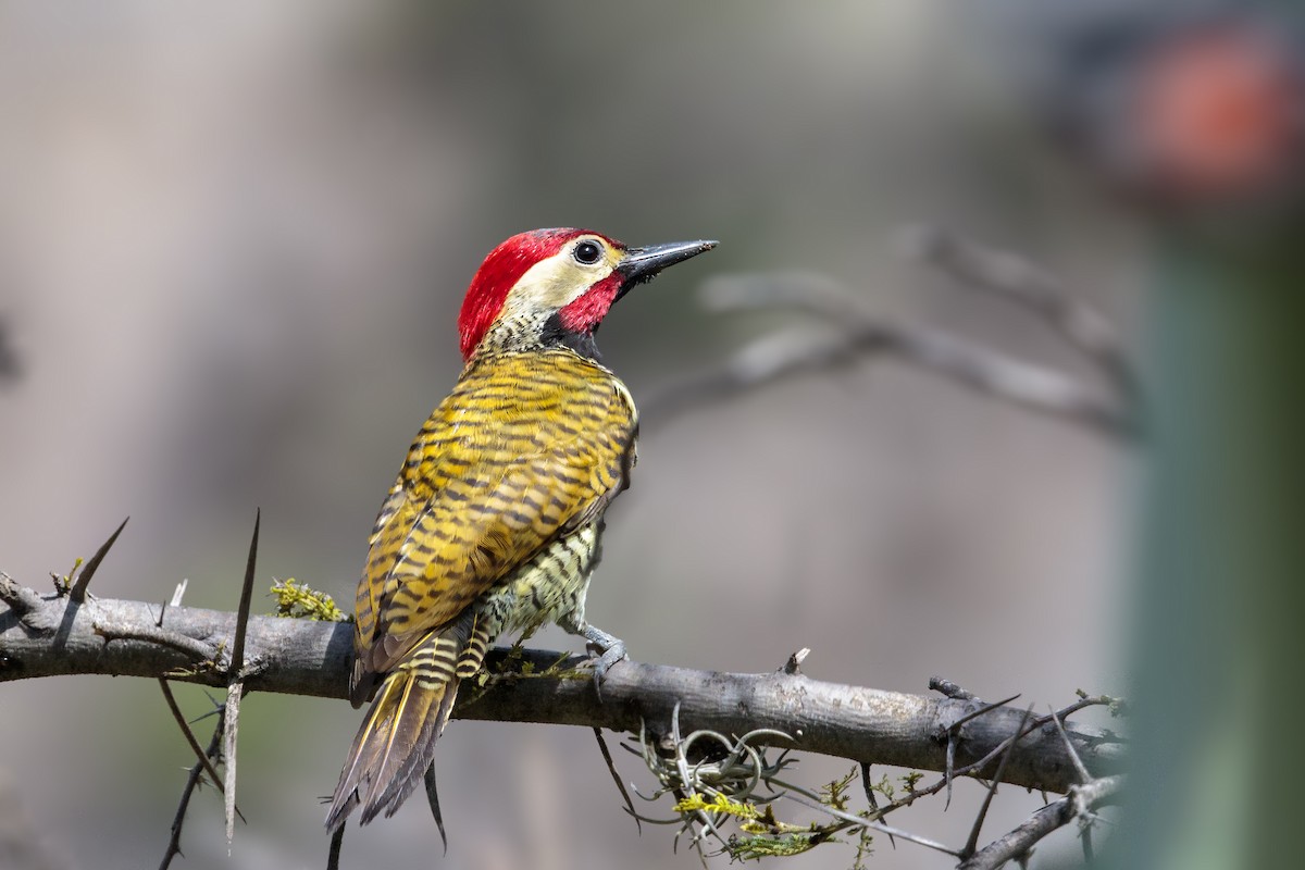 Black-necked Woodpecker - Bradley Hacker 🦜