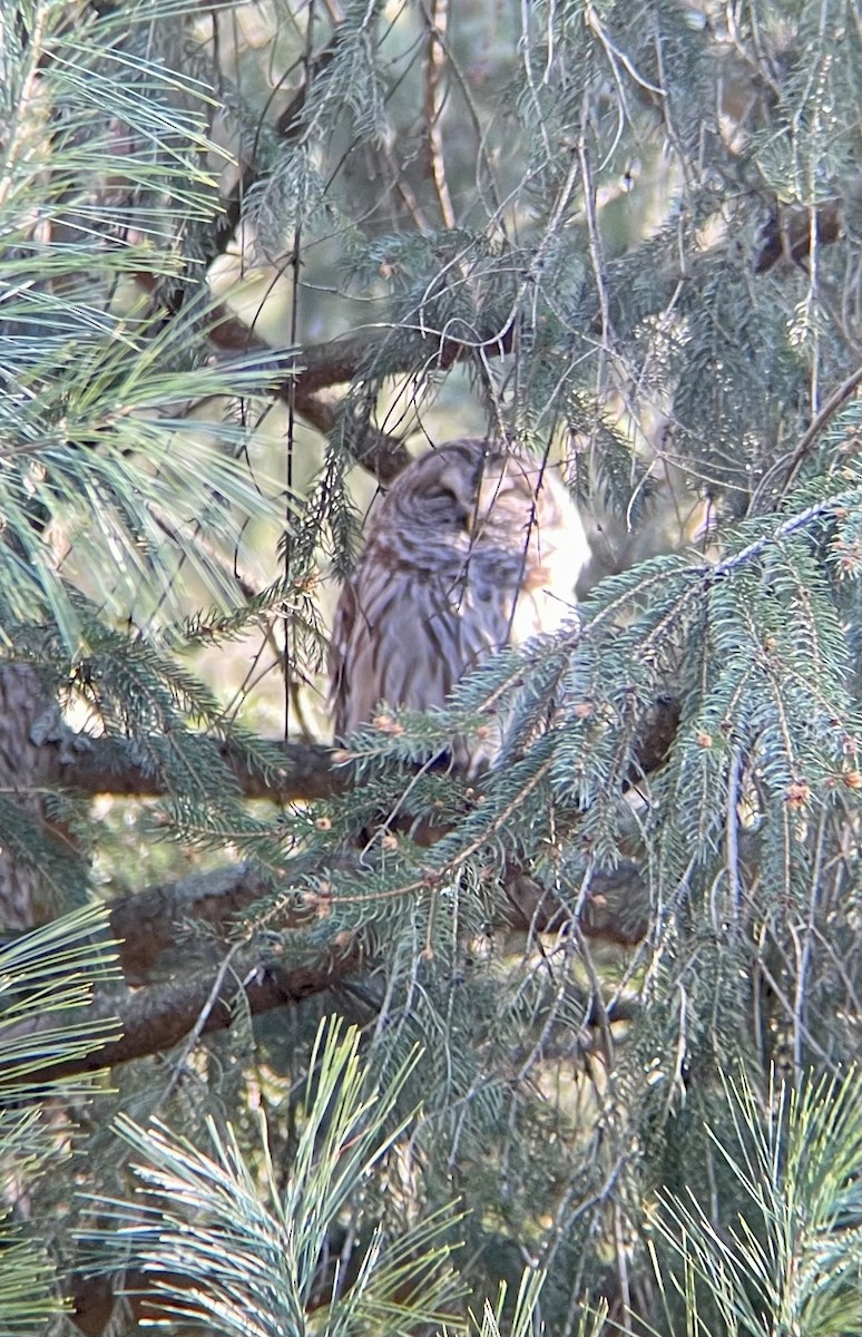 Barred Owl - ML435914911