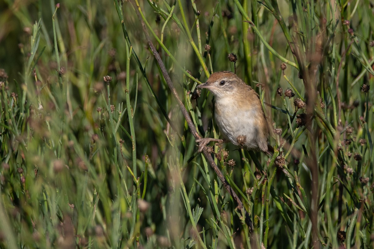 Bay-capped Wren-Spinetail - Pablo Re