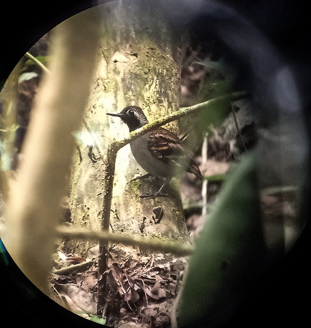 Wing-banded Antbird - ML435934141