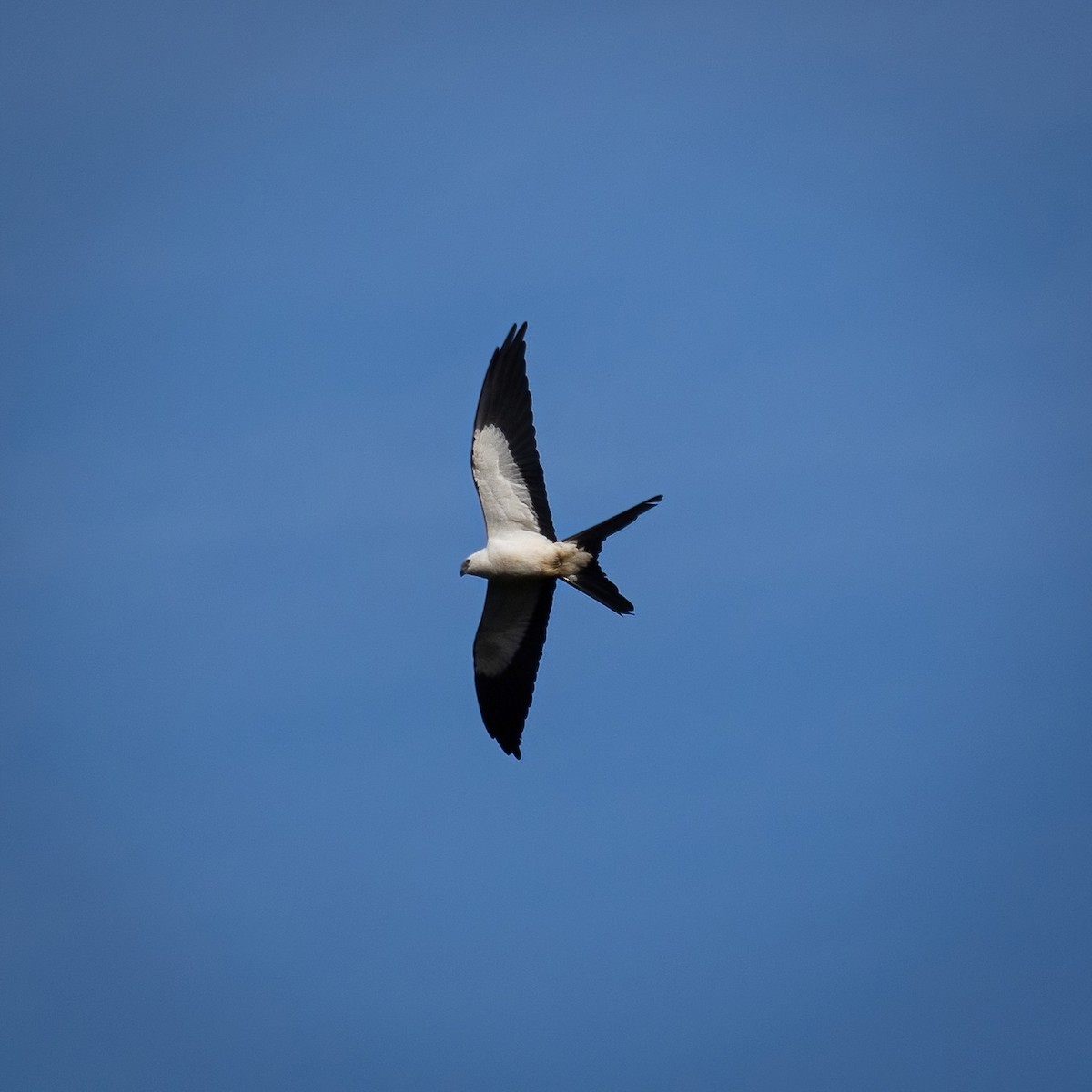 Swallow-tailed Kite - Sean Sparrow