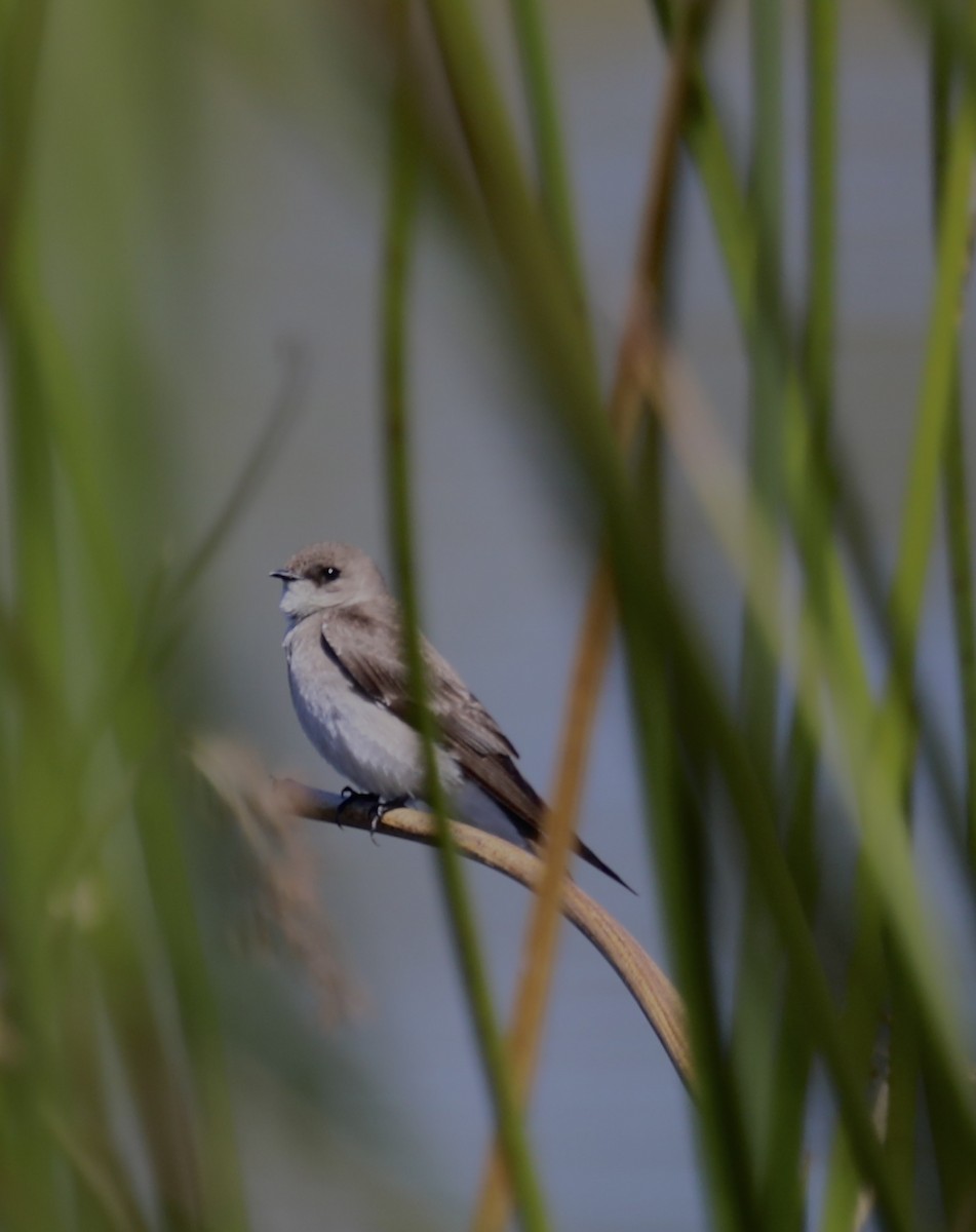 Northern Rough-winged Swallow - ML435937261