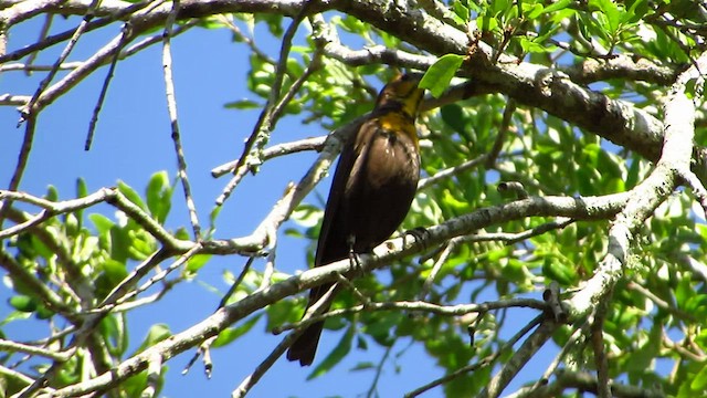 Yellow-headed Blackbird - ML435938491