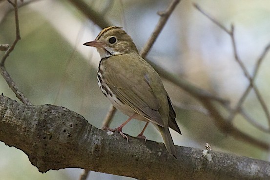 Ovenbird - robert bowker