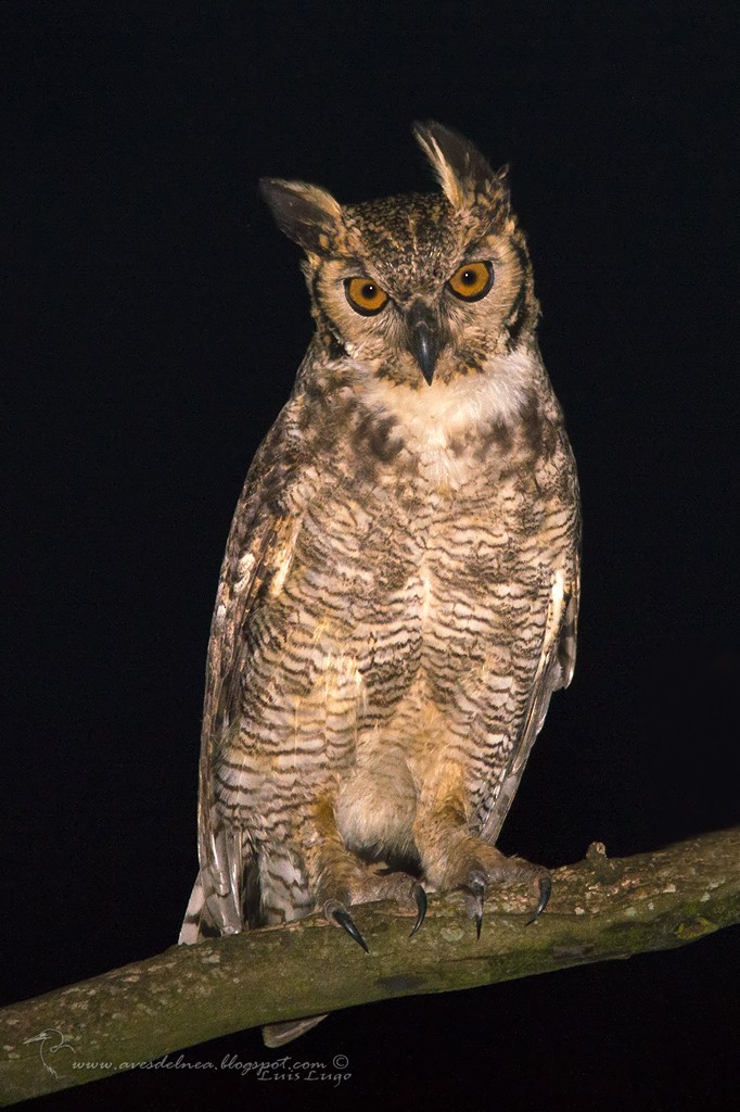 Great Horned Owl - Marcelo Allende