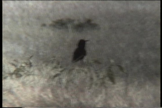 Cuervo de El Cabo - ML435954