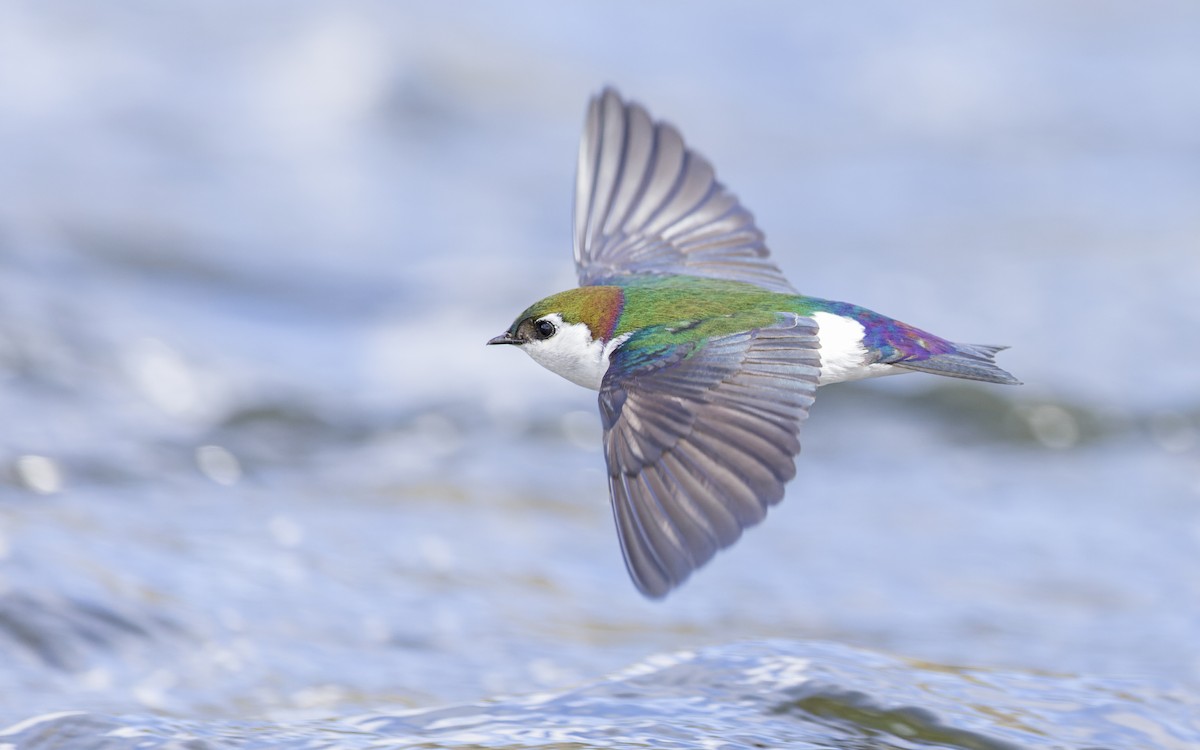 Violet-green Swallow - ML435957781
