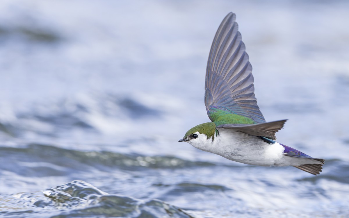 Violet-green Swallow - ML435957801