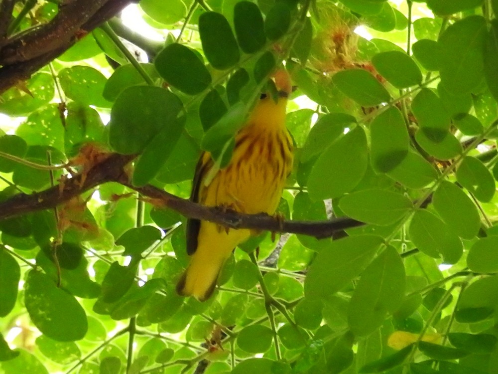 Yellow Warbler - ML435957821