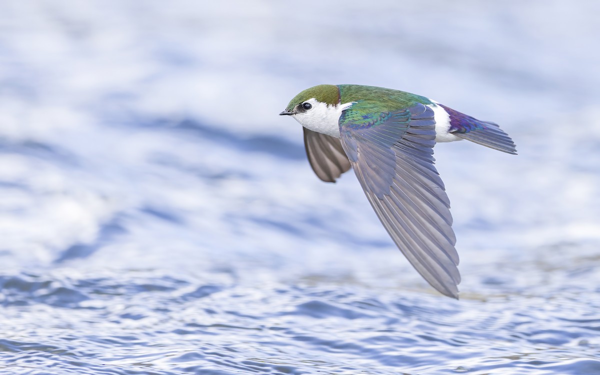 Violet-green Swallow - Blair Dudeck