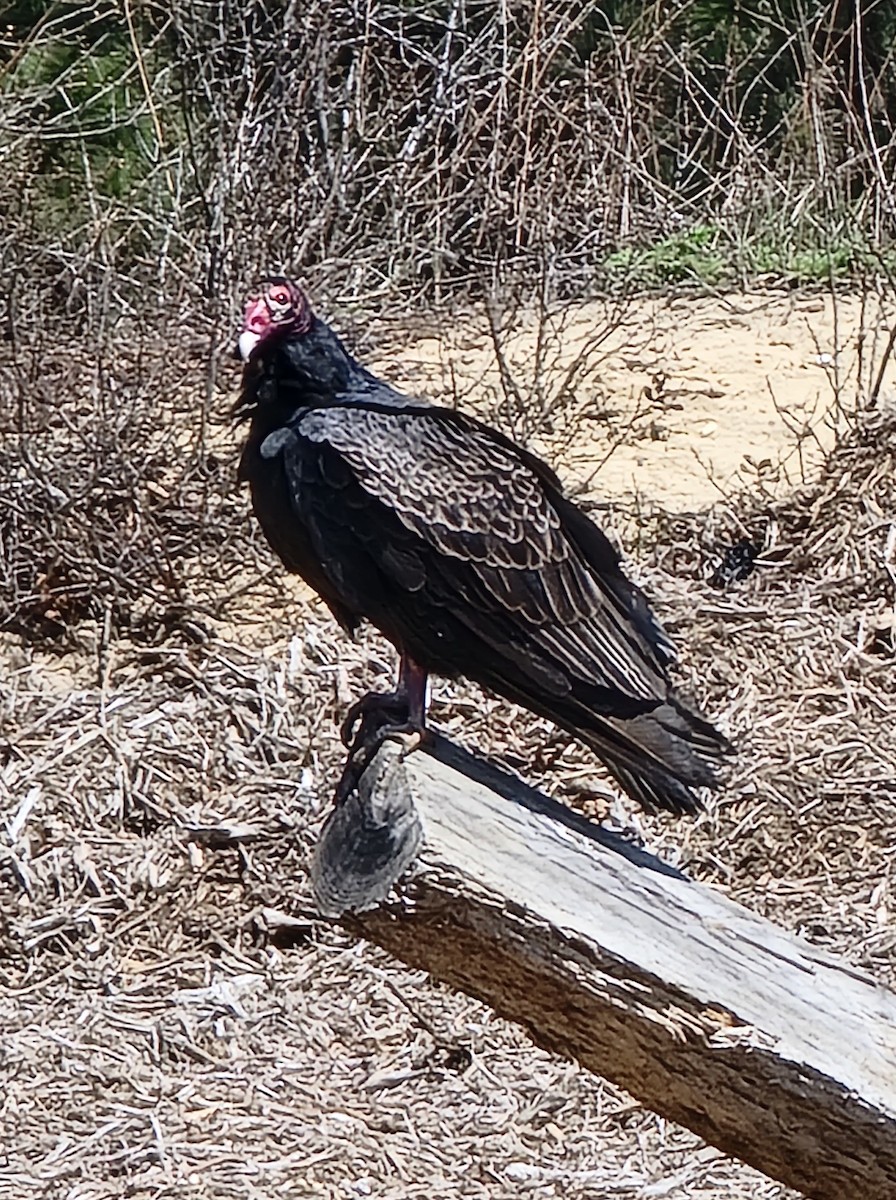 Turkey Vulture - ML435960821