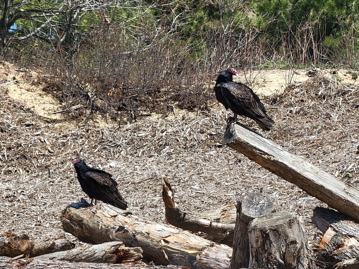 Turkey Vulture - ML435960841